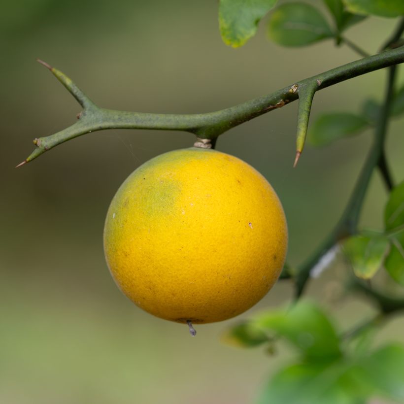 Poncirus trifoliata - Arancio trifogliato (semi) (Raccolta)