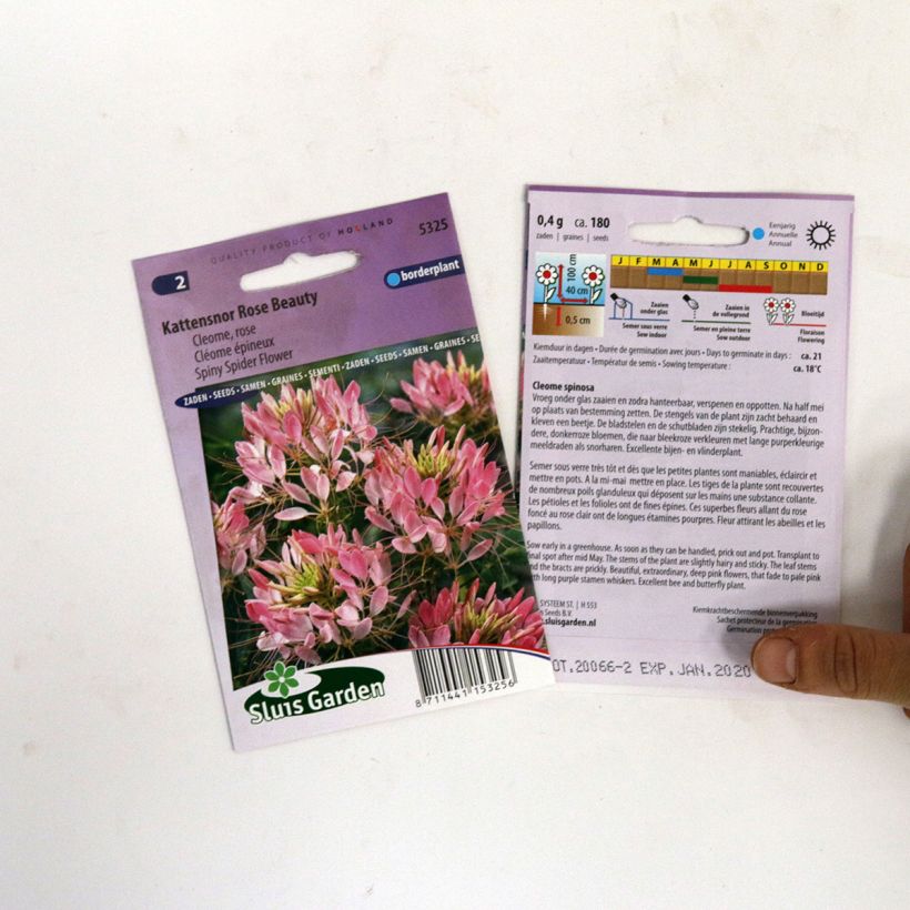Esempio di esemplare Cleome Rose Beauty sacchetto di semi 180 come consegnato