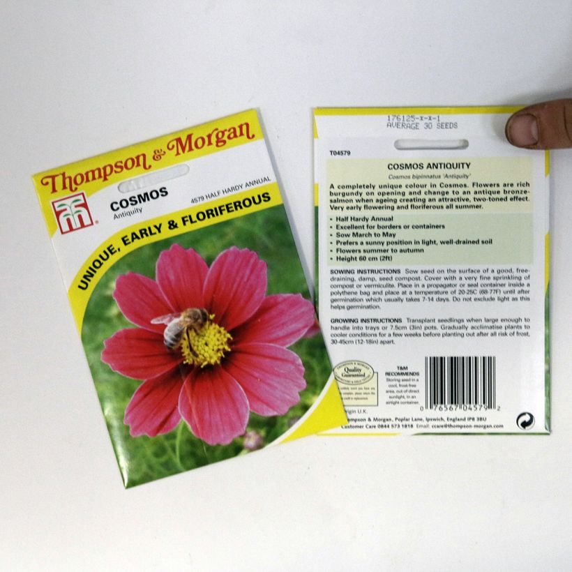 Esempio di esemplare Cosmos Antiquity - Cosmea sacchetto di semi 30 come consegnato