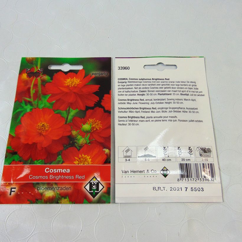 Esempio di esemplare Cosmos sulphureus Brightness Red - Cosmea arancione sacchetto di semi 40 (0.5g) come consegnato