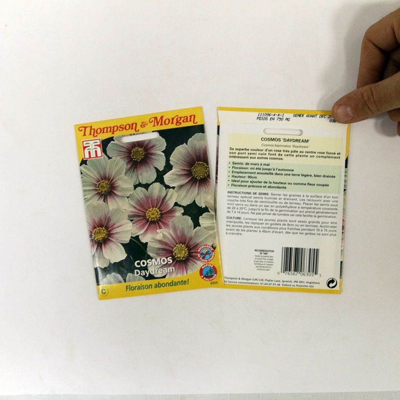 Esempio di esemplare Cosmos Daydream - Cosmea sacchetto di semi 36 come consegnato