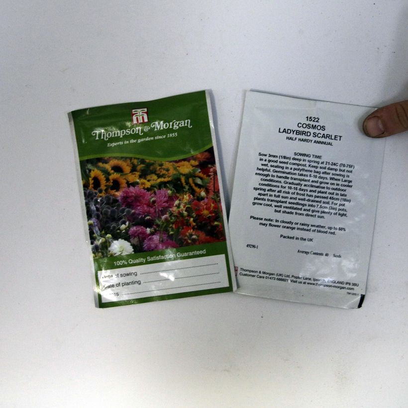 Esempio di esemplare Cosmos sulphureus Dwarf Ladybird Scarlet - Cosmea arancione sacchetto di semi 50 (0,5g) come consegnato