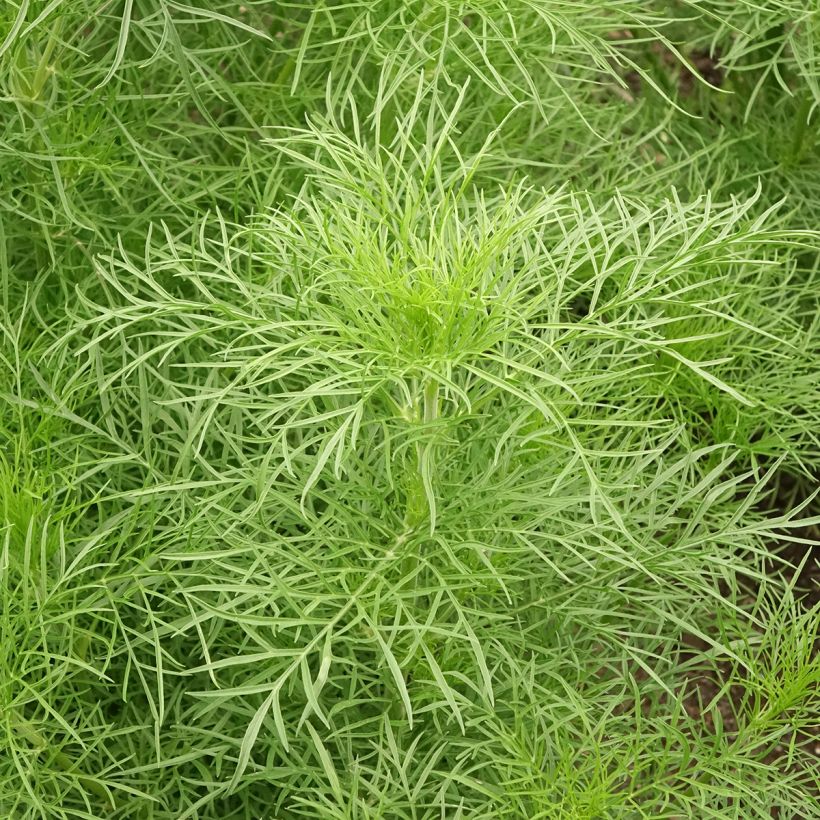 Cosmos Fandango (semi)- Cosmea (Fogliame)