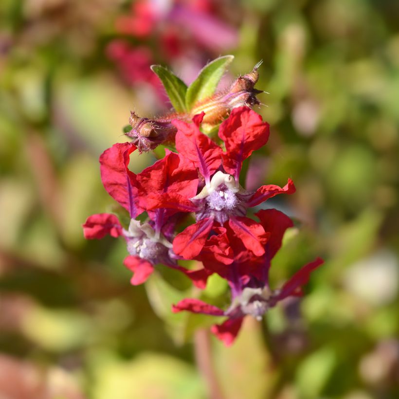Cuphea miniata Mix (semi) (Fioritura)