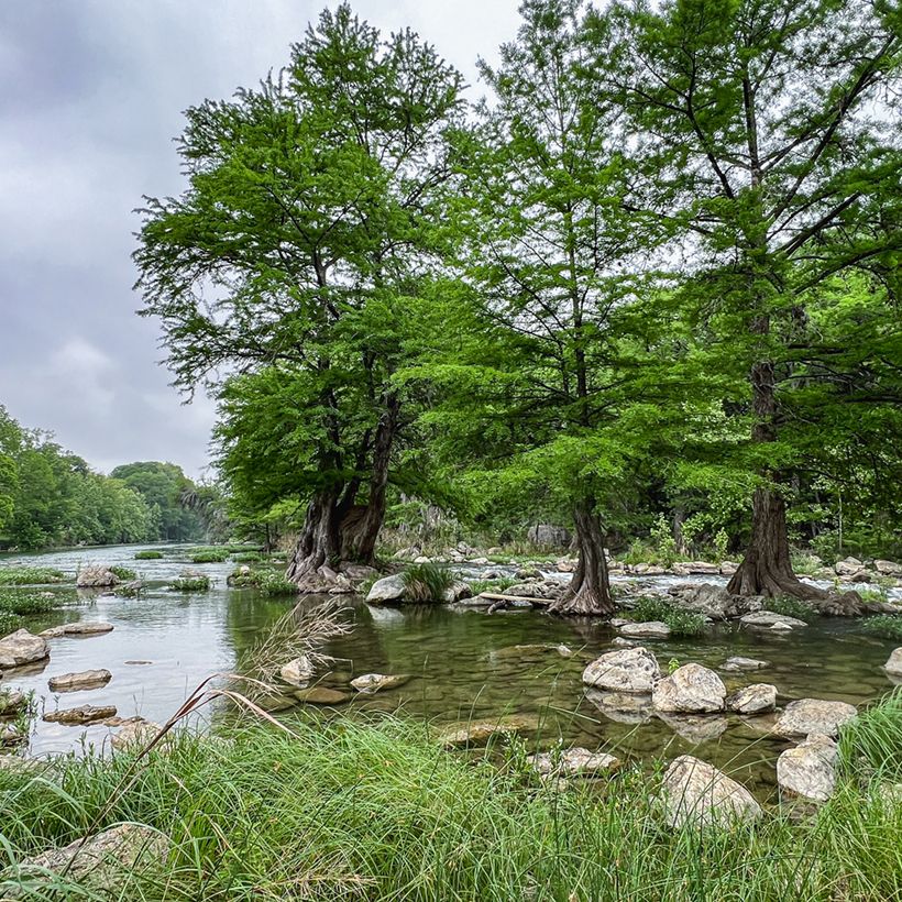 Taxodium distichum - Cipresso delle paludi (semi) (Porto)