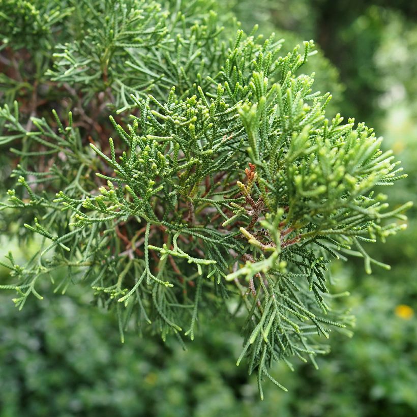 Cupressus sempervirens Garda - Cipresso comune (semi) (Fogliame)