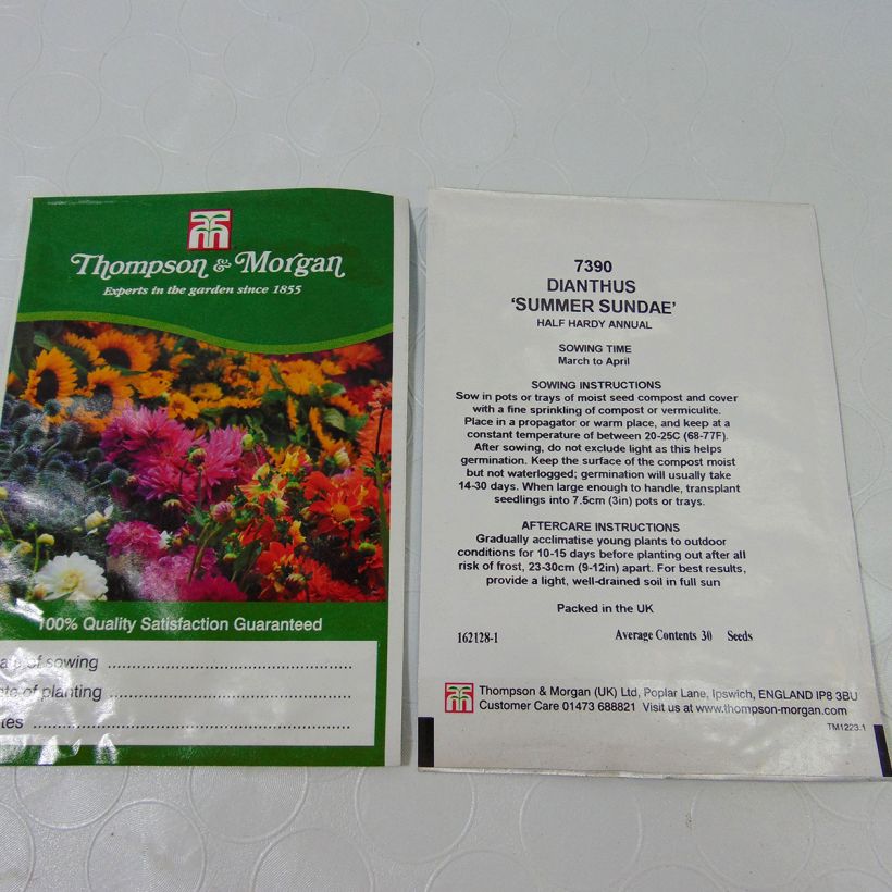 Esempio di esemplare Dianthus barbatus Summer Sundae - Garofano dei poeti sacchetto di semi 30 come consegnato