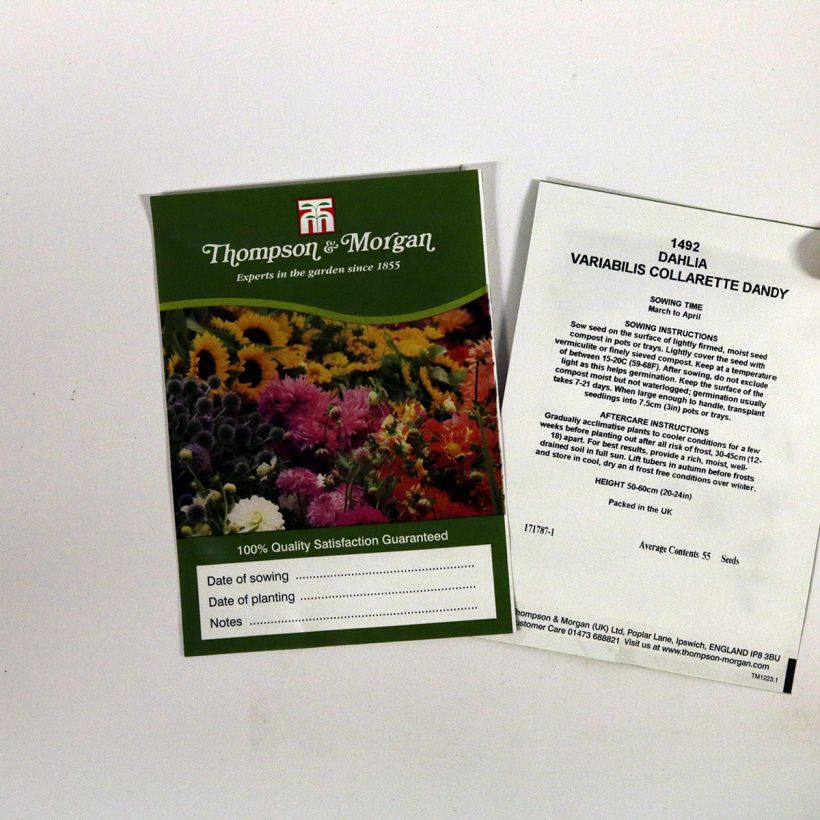 Esempio di esemplare Dahlia variabilis Collarette Dandy sacchetto di semi 55 come consegnato