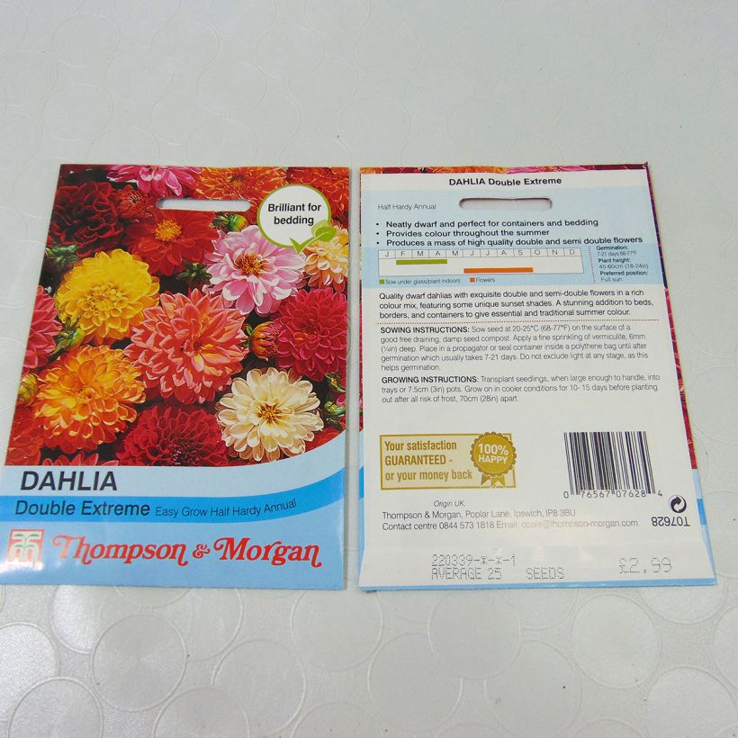 Esempio di esemplare Dahlia variabilis Double Extreme sacchetto di semi 50 (0,5g) come consegnato