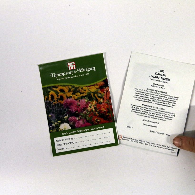 Esempio di esemplare Dahlia variabilis Dwarf Mixed sacchetto di semi 50 (0,5g) come consegnato