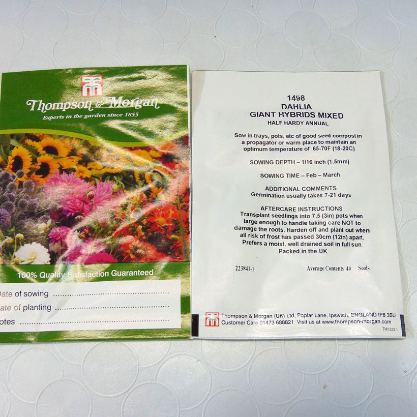 Esempio di esemplare Dalie ibride mix Giant Hybrids Mixed sacchetto di semi 40 come consegnato