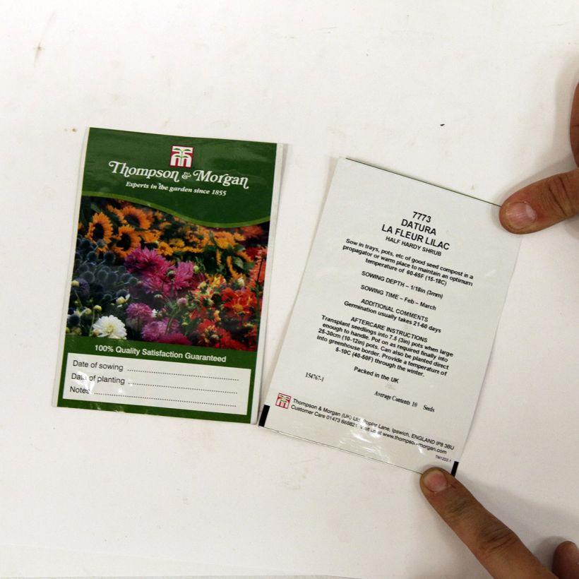 Esempio di esemplare Datura meteloides La Fleur Lilac - Tromba del diavolo sacchetto di semi 8 come consegnato