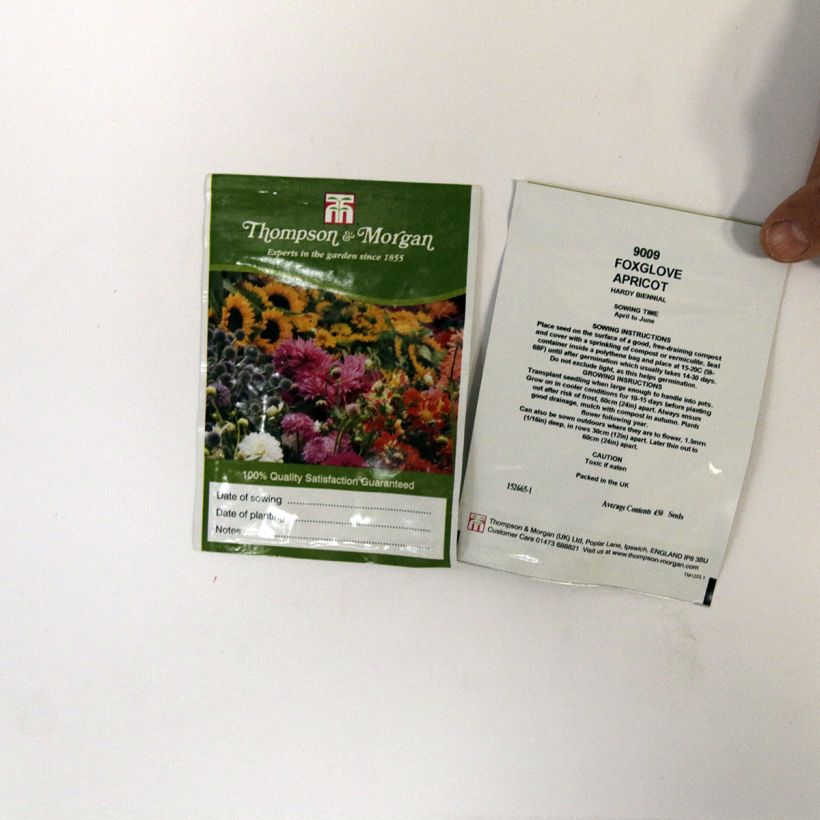 Esempio di esemplare Digitalis purpurea Apricot - Digitale rossa sacchetto di semi 2550 (0,3g) come consegnato