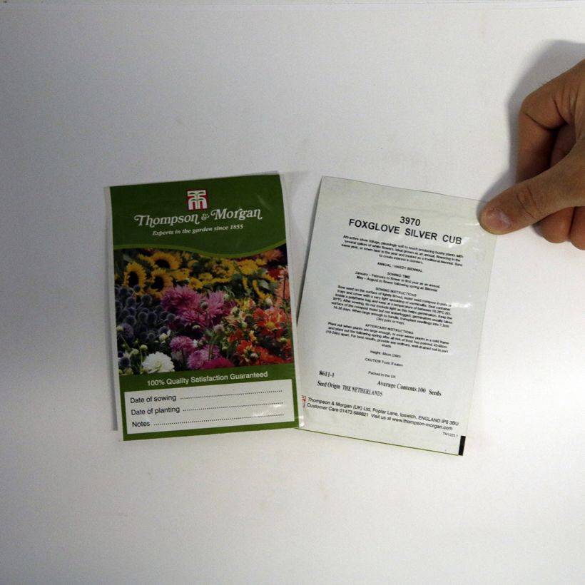 Esempio di esemplare Digitalis purpurea subsp. heywoodii Silver Club - Digitale sacchetto di semi 100 come consegnato