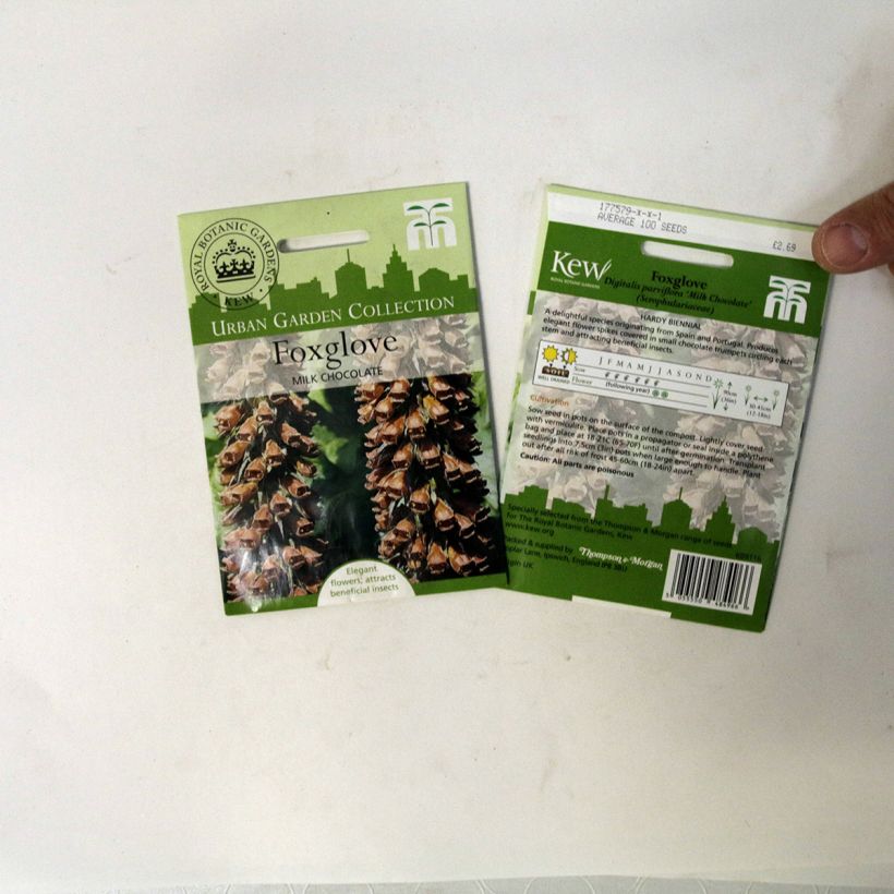 Esempio di esemplare Digitalis parviflora Milk Chocolate - Digitale sacchetto di semi 100 come consegnato