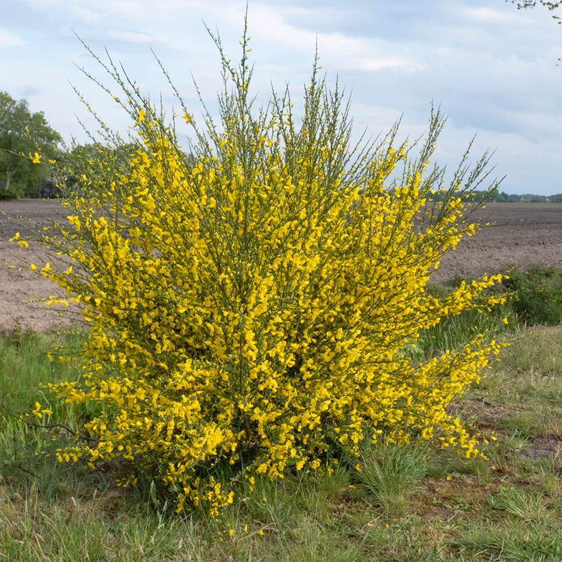 Cytisus scoparius - Ginestra dei carbonai (semi) (Porto)
