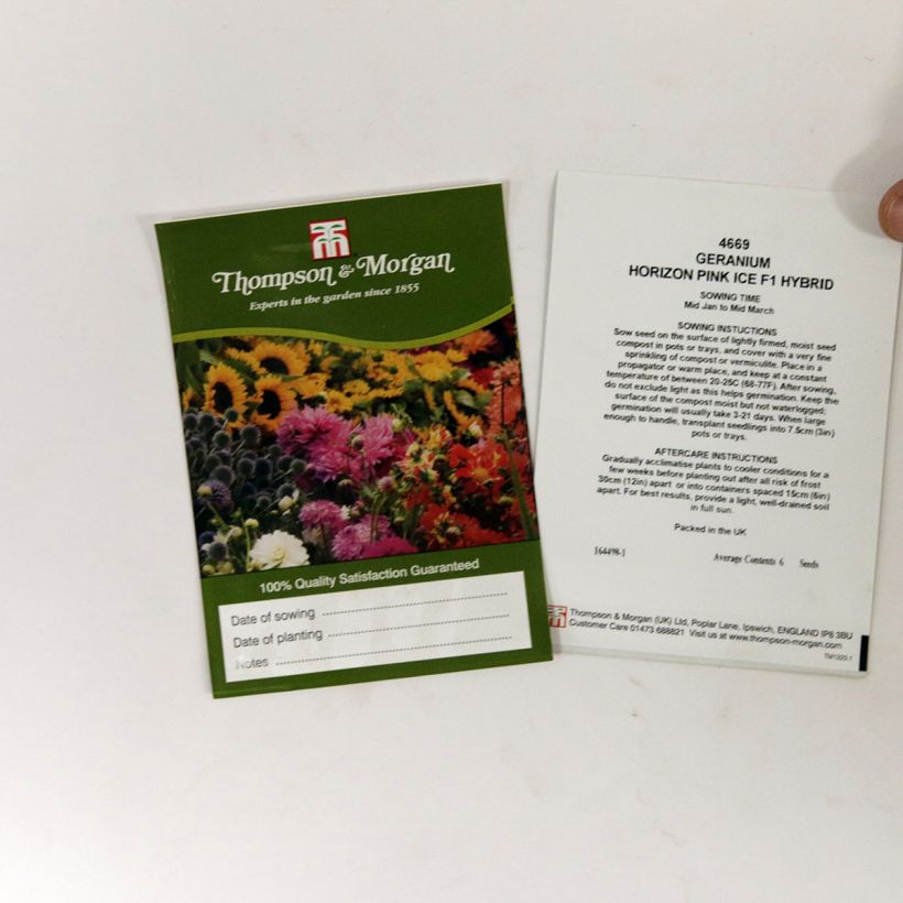Esempio di esemplare Pelargonium Horizon Pink Ice F1 Hybrid sacchetto di semi 6 come consegnato