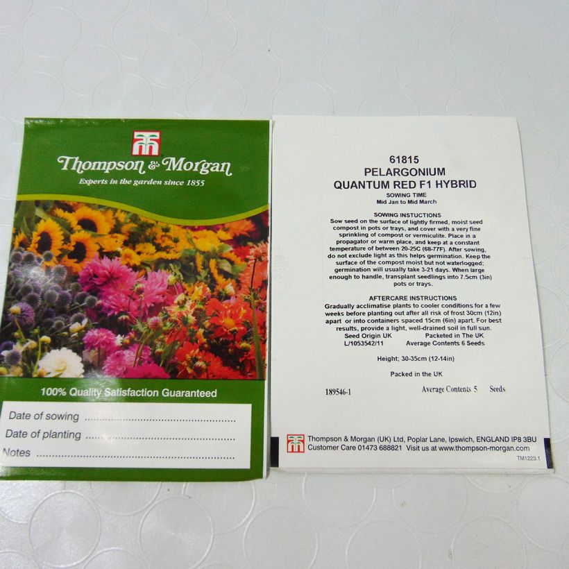 Esempio di esemplare Pelargonium Quantum Red F1 sacchetto di semi 5 come consegnato