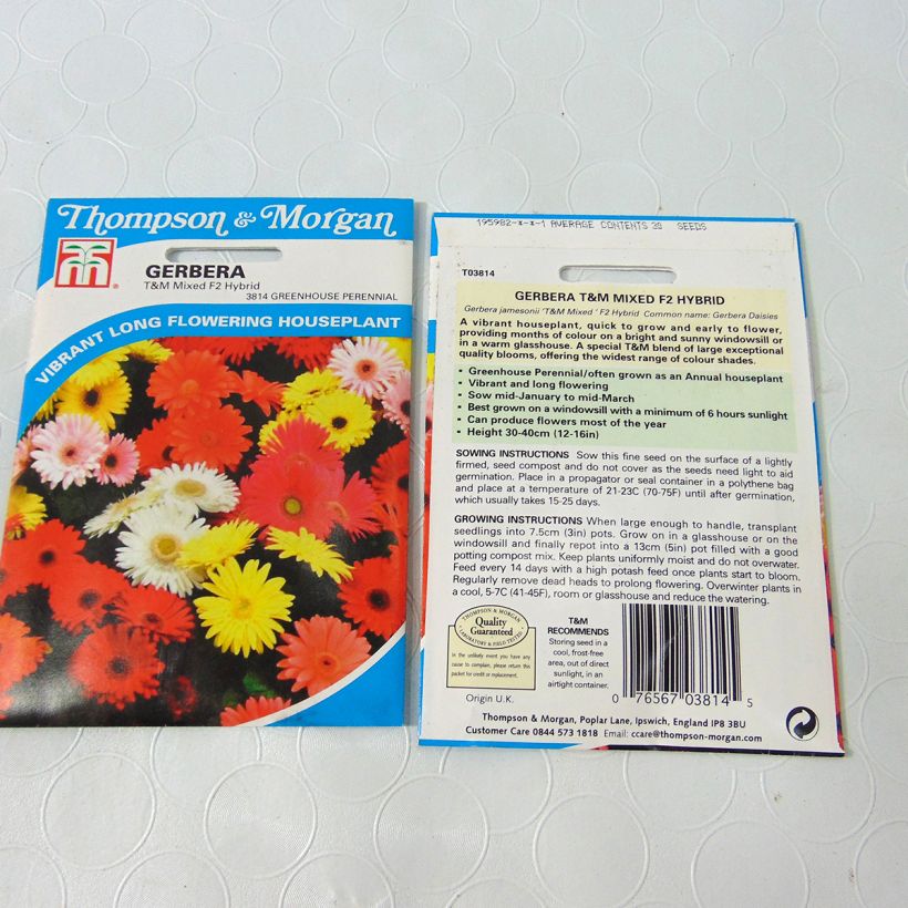 Esempio di esemplare Gerbera T&M Mixed Hybride F2 sacchetto di semi 50 (0,1g) come consegnato