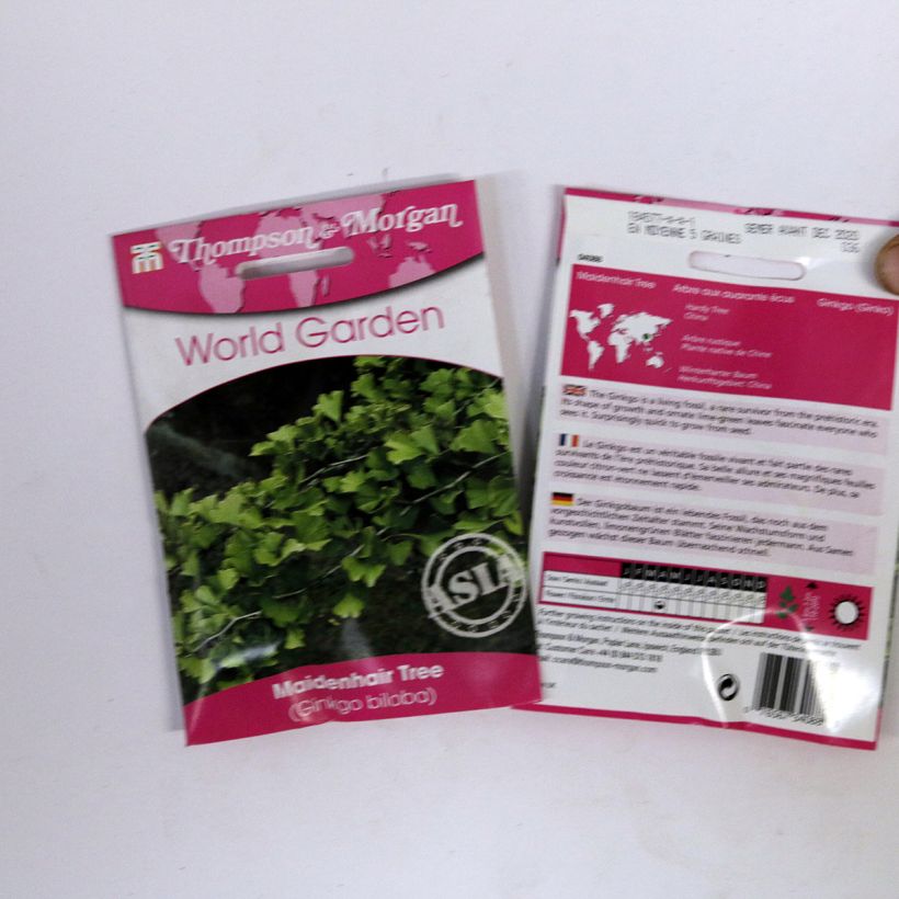 Esempio di esemplare Ginkgo biloba (semi) sacchetto di semi 5 (6g) come consegnato