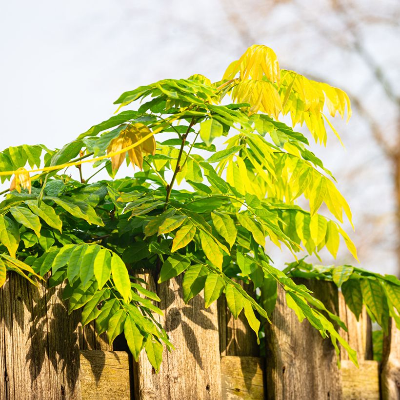 Wisteria sinensis - Glicine comune (semi) (Fogliame)