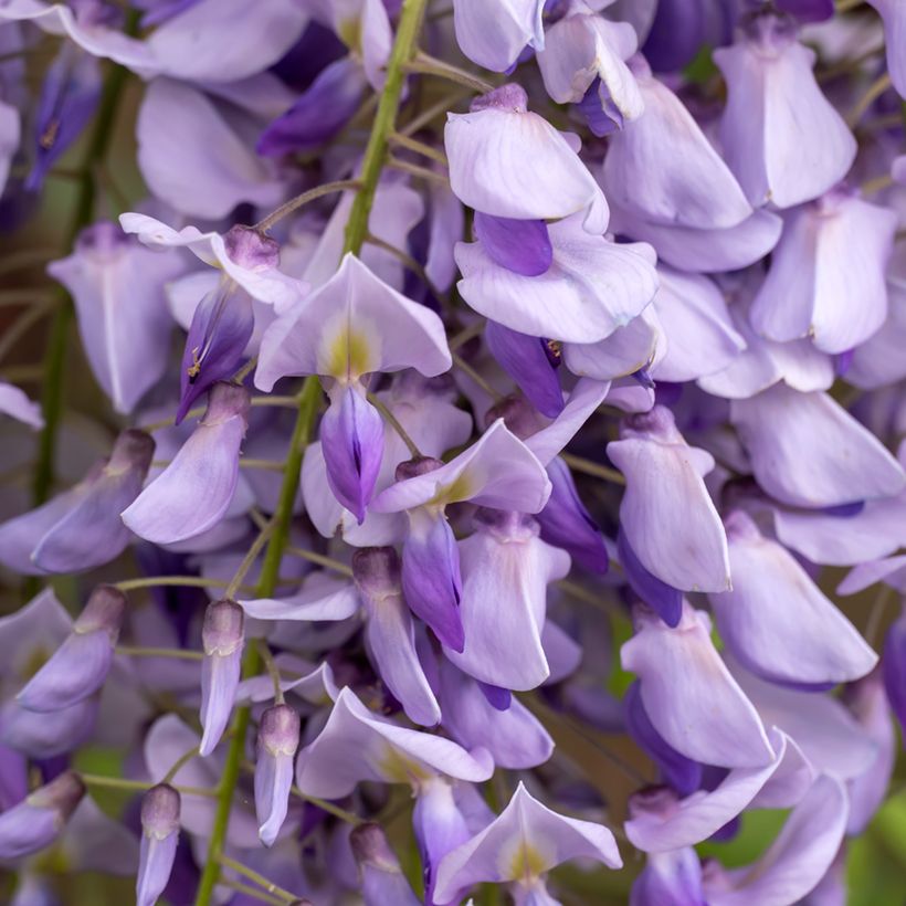 Wisteria sinensis - Glicine comune (semi) (Fioritura)