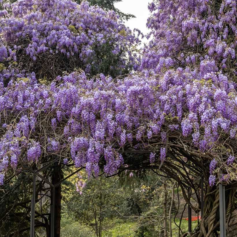 Wisteria sinensis - Glicine comune (semi) (Porto)