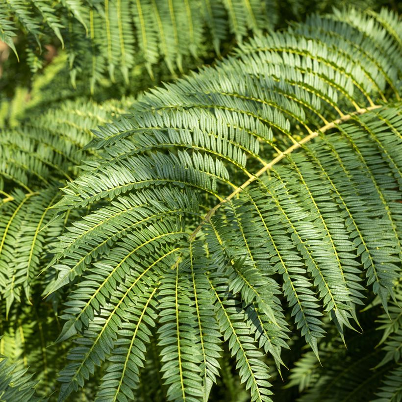 Jacaranda mimosifolia (semi) (Fogliame)