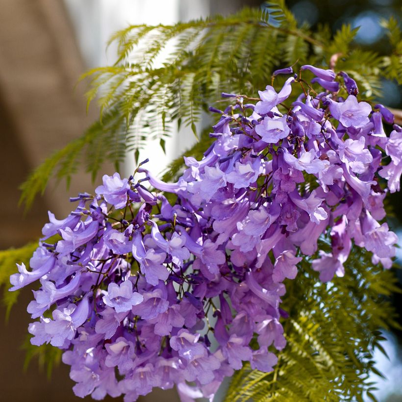 Jacaranda mimosifolia (semi) (Fioritura)