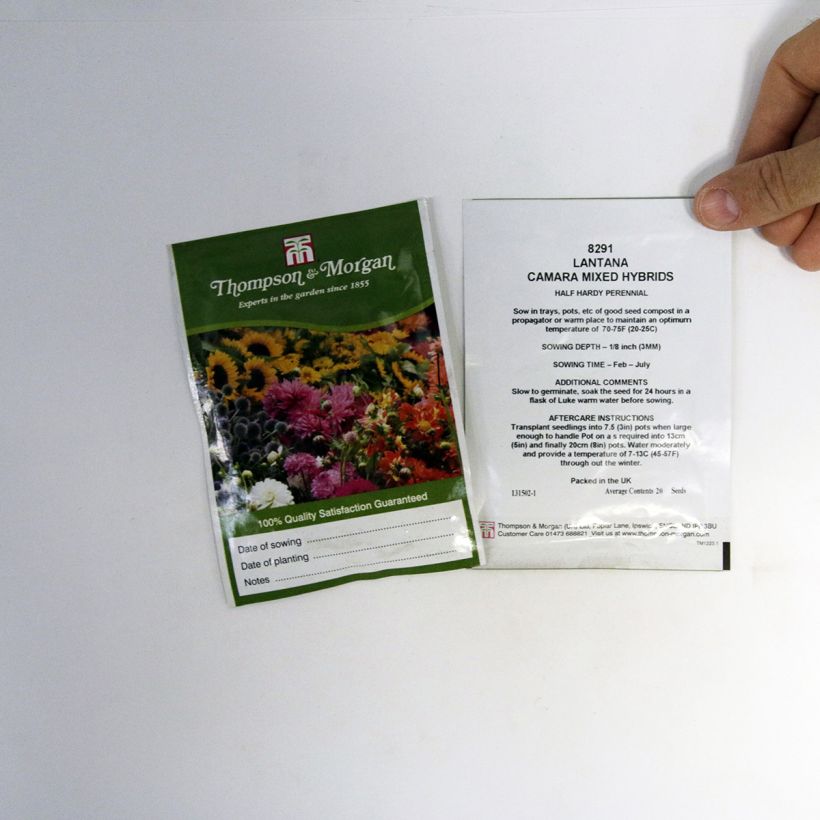Esempio di esemplare Lantana Mixed Hybrids sacchetto di semi 20 come consegnato