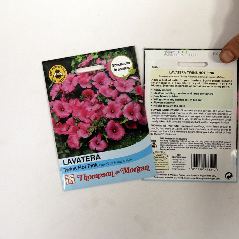 Esempio di esemplare Lavatera trimestris Twins Hot Pink - Malva regina sacchetto di semi 25 come consegnato