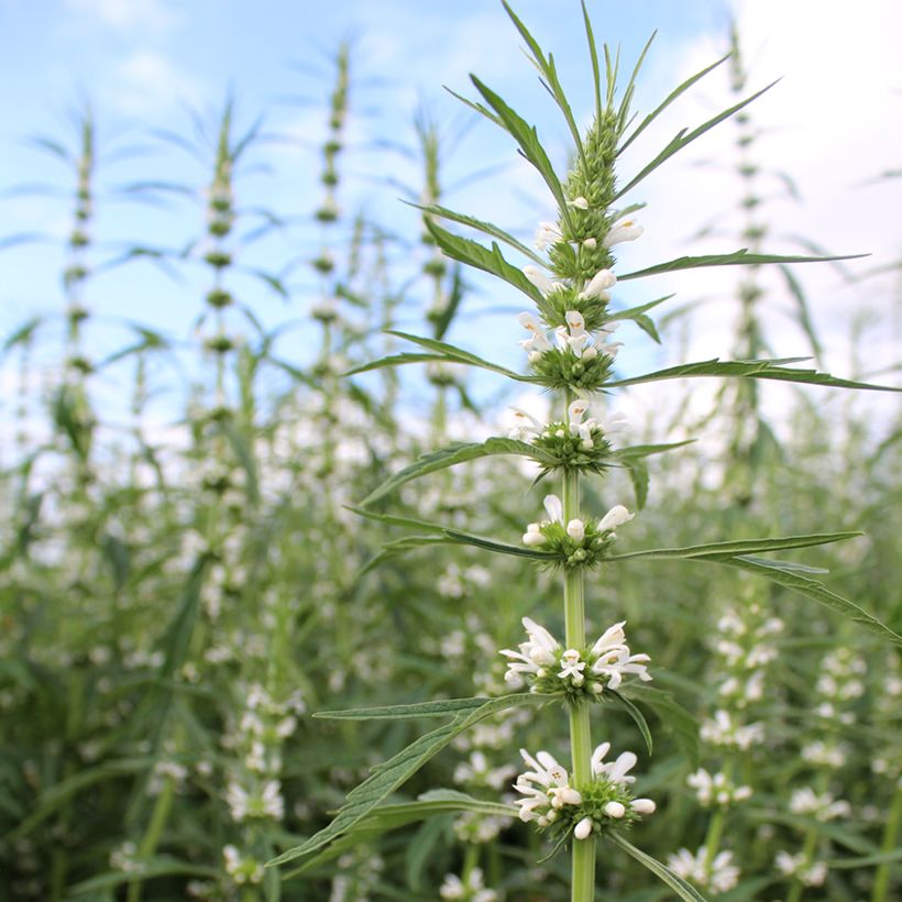 Leonurus sibiricus Alba - Marihuanilla (Fioritura)