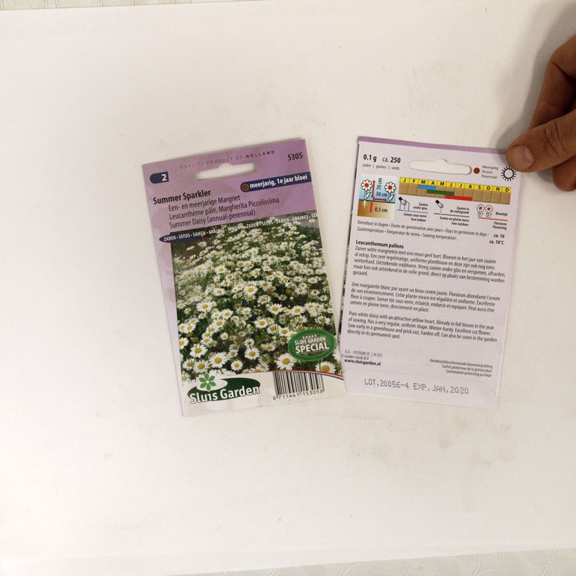 Esempio di esemplare Leucanthemum pallens Summer Sparkler - Margherita pallida sacchetto di semi 250 come consegnato