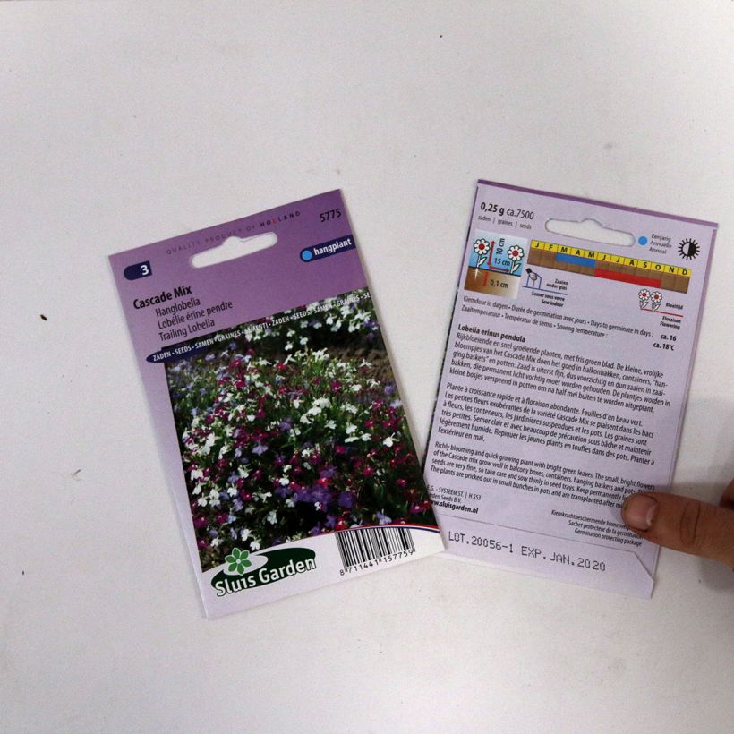 Esempio di esemplare Lobelia Cascade sacchetto di semi 5100 (0,2g) come consegnato