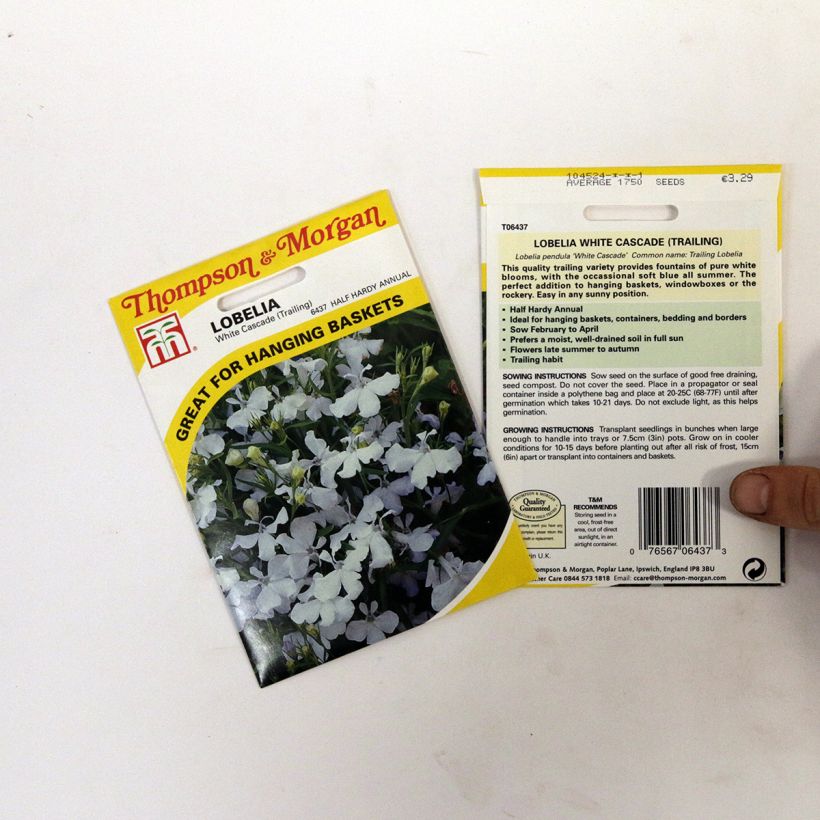 Esempio di esemplare Lobelia White cascade sacchetto di semi 1750 come consegnato