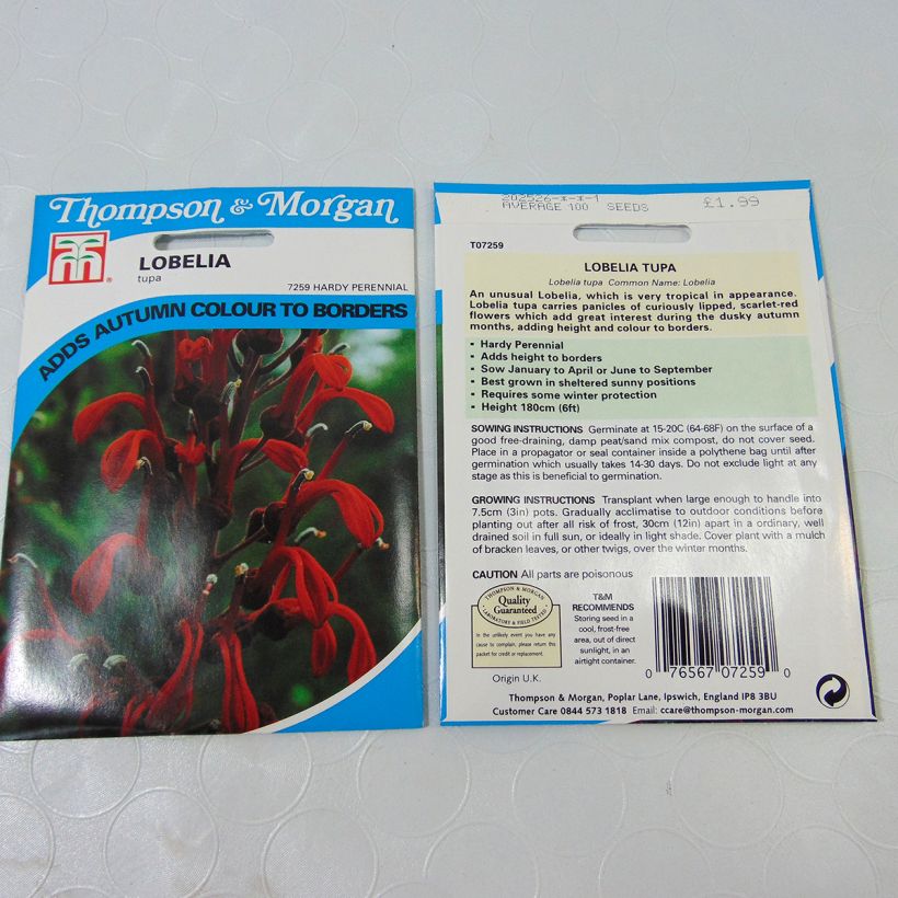 Esempio di esemplare Lobelia tupa - Lobelia sacchetto di semi 100 come consegnato