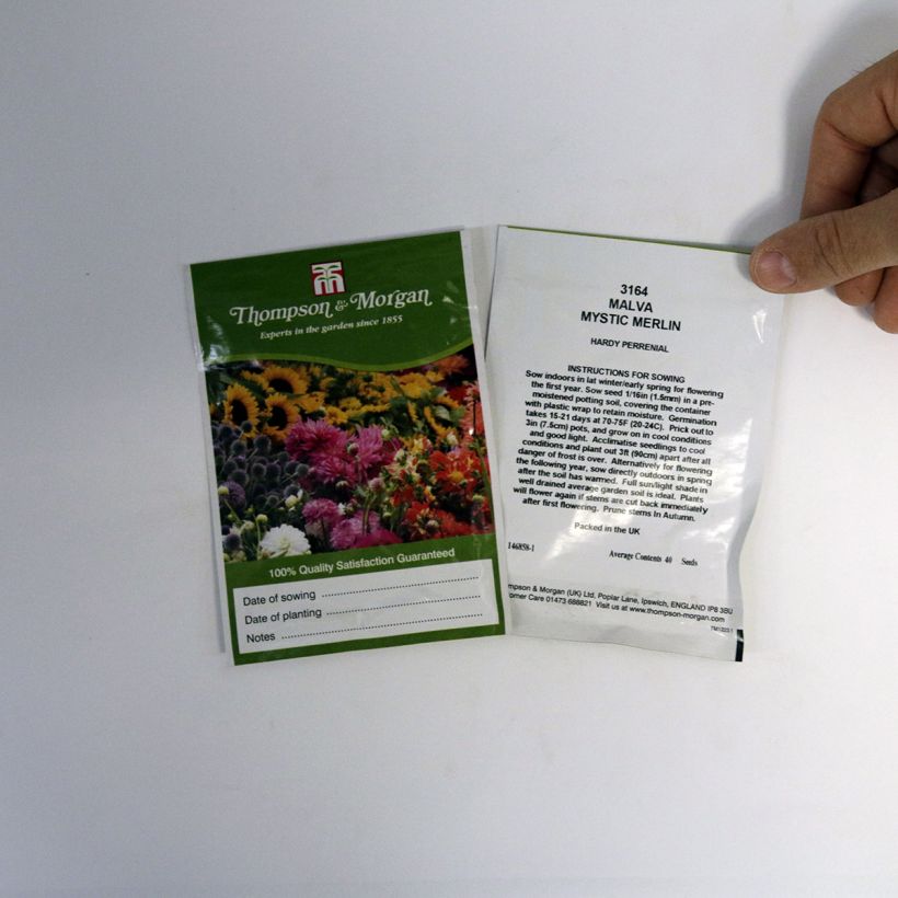 Esempio di esemplare Malva sylvestris Mystic Merlin - Malva selvatica sacchetto di semi 40 come consegnato
