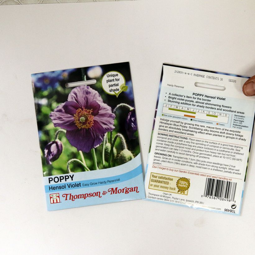 Esempio di esemplare Meconopsis baileyi Hensol Violet sacchetto di semi 40 come consegnato