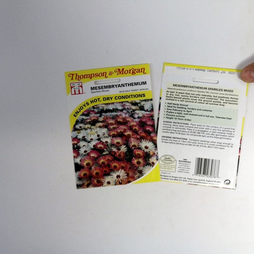 Esempio di esemplare Mesembryanthemum criniflorum Sparkles Mixed sacchetto di semi 200 come consegnato