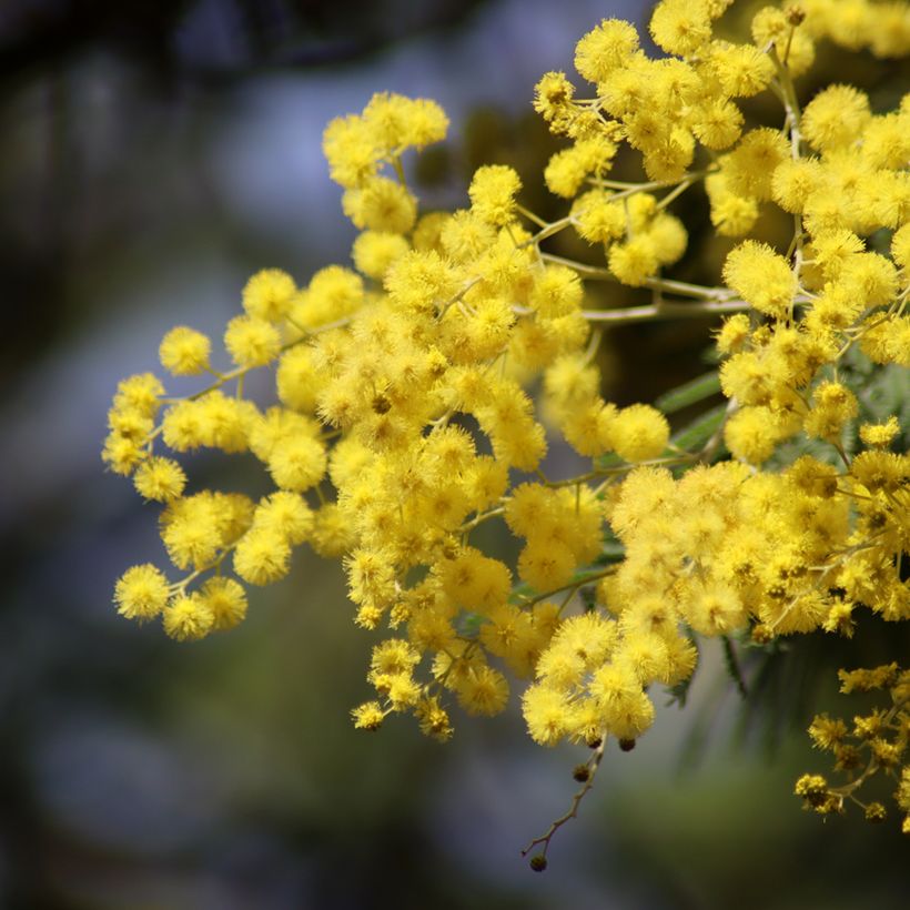 Acacia dealbata - Mimosa (semi) (Fioritura)