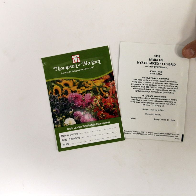 Esempio di esemplare Mimulus Mystic Mixed sacchetto di semi 50 come consegnato