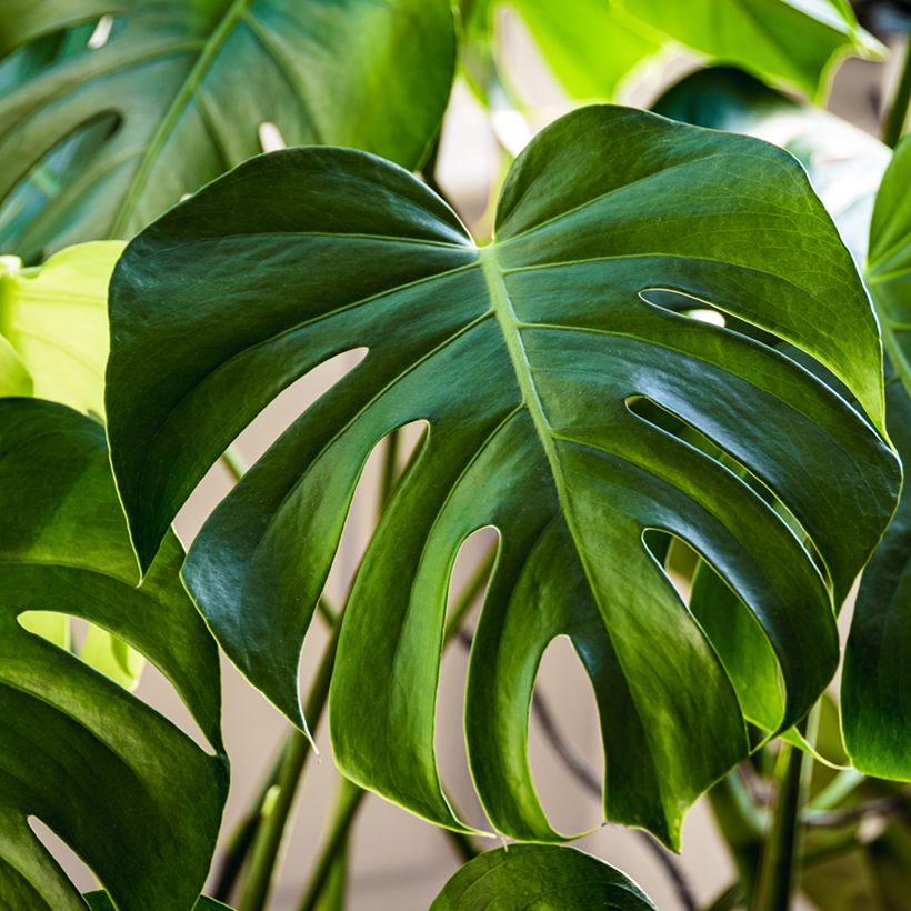 Monstera deliciosa (semi) (Fogliame)
