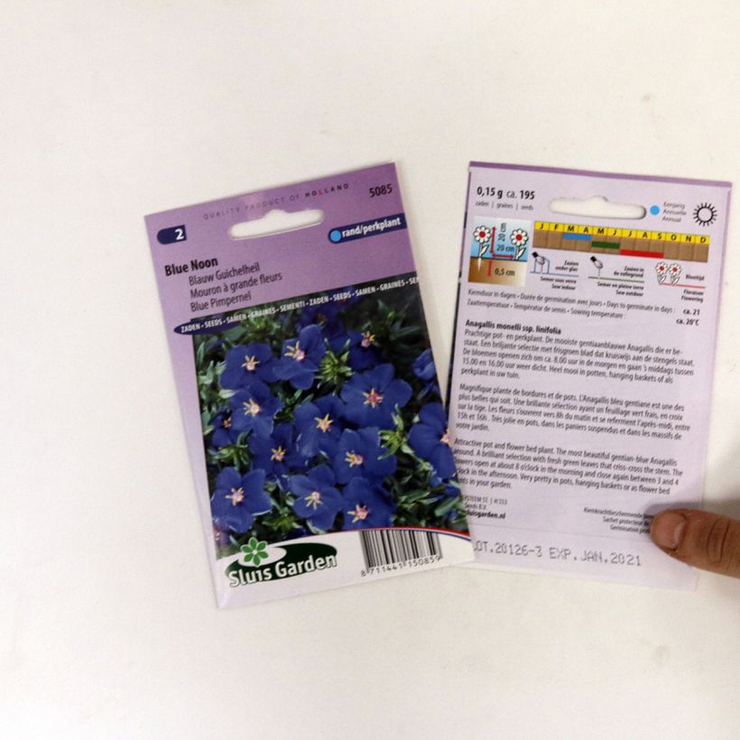 Esempio di esemplare Anagallis monelli Blue Noon - Centonchio di Monnellus sacchetto di semi 250 (0,2g) come consegnato