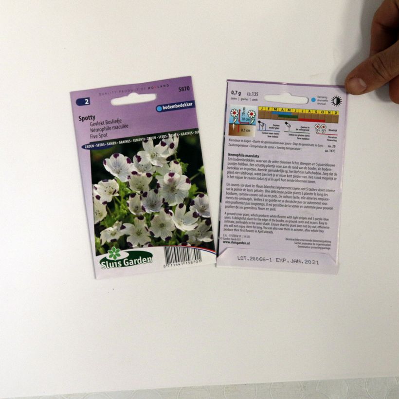 Esempio di esemplare Nemophila maculata Spotty sacchetto di semi 100 (0,7g) come consegnato