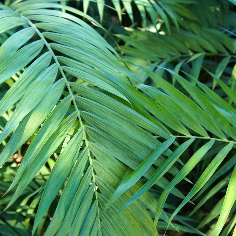 Chamaedorea elegans Collinea - Palma della fortuna (semi) (Fogliame)