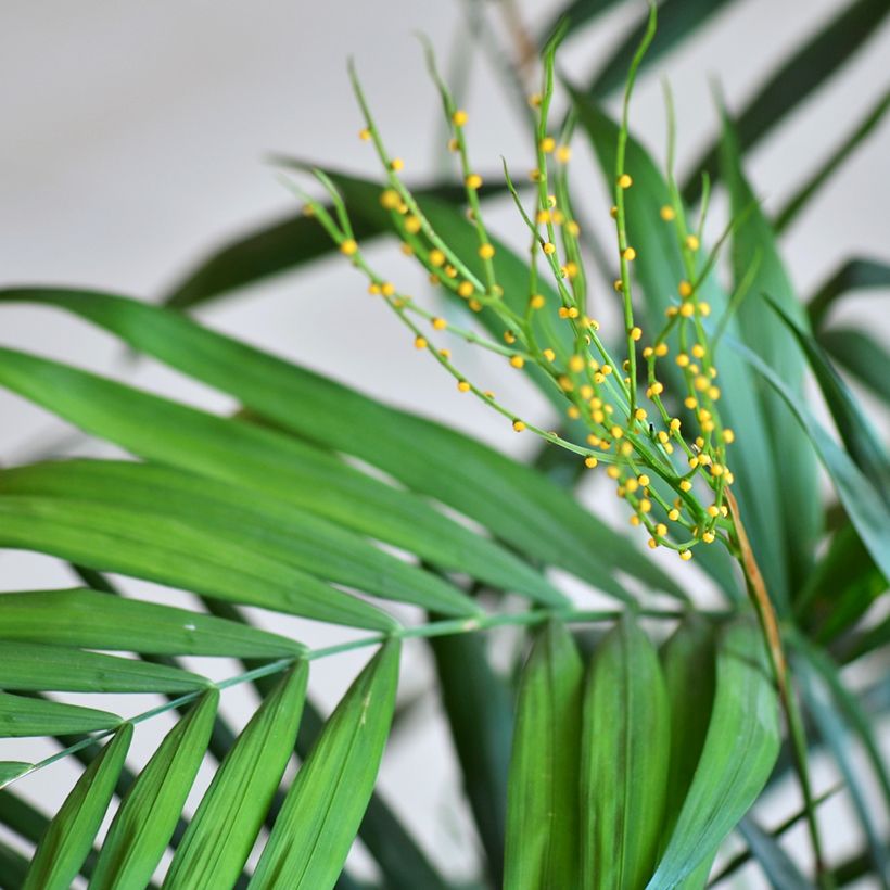 Chamaedorea elegans Collinea - Palma della fortuna (semi) (Fioritura)