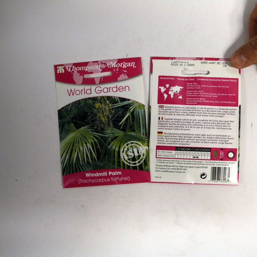 Esempio di esemplare Trachycarpus fortunei (semi) - Palma di Fortune sacchetto di semi 5 (3g) come consegnato