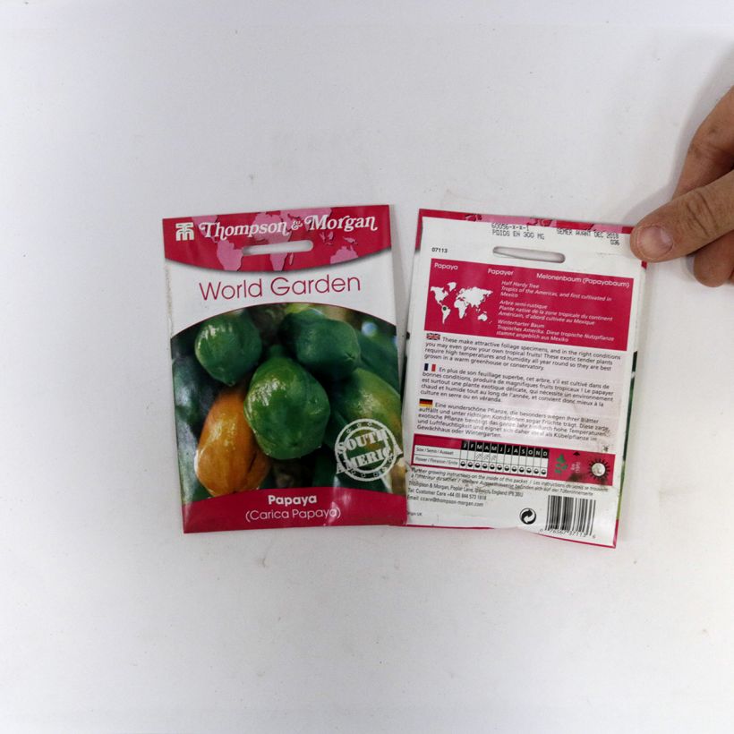 Esempio di esemplare Carica papaya - Papaia (semi) sacchetto di semi 25 come consegnato