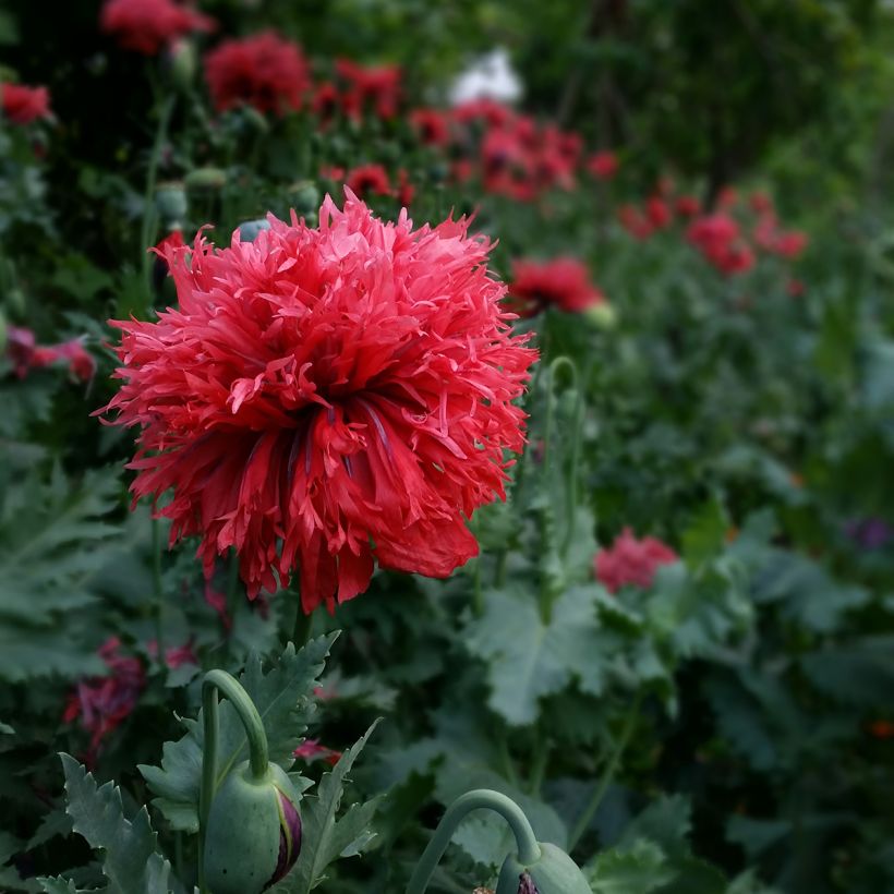 Papavero da oppio Crimson Feathers (Fioritura)