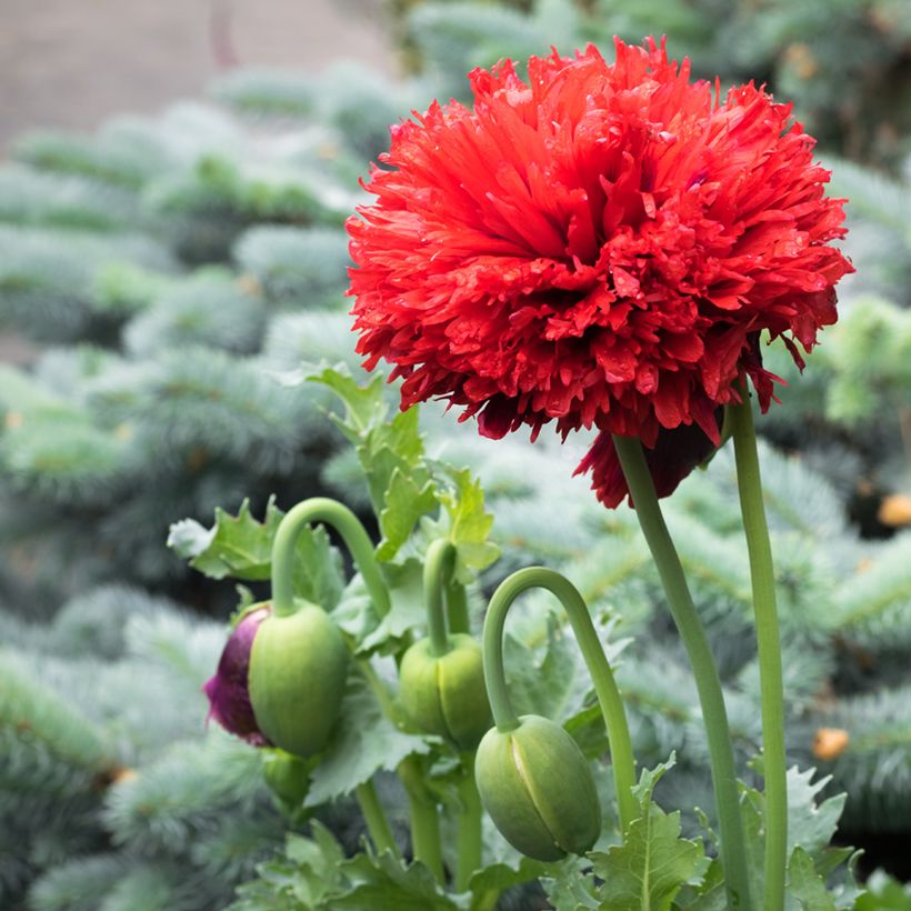 Papavero da oppio Scarlet (Fioritura)